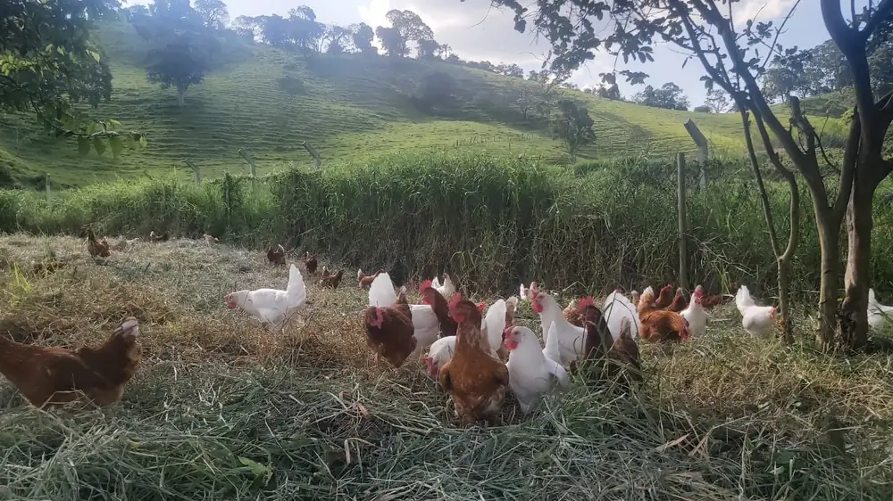 Galinhas caipiras criadas soltas no pasto da granja, com morros verdes ao fundo