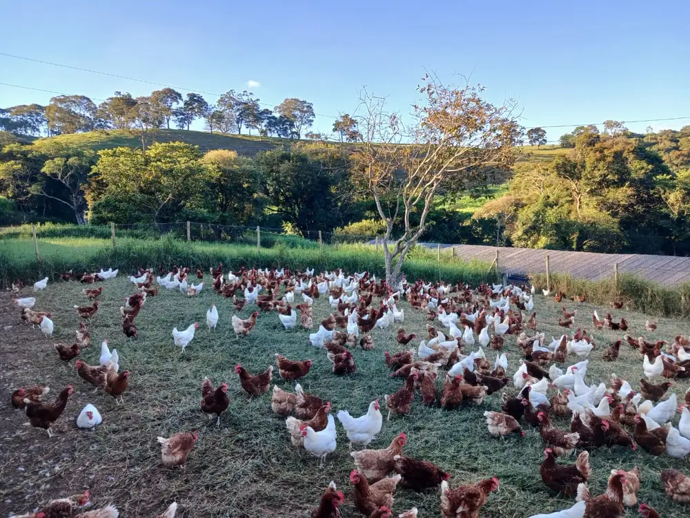 Galinhas caipiras soltas no pasto da granja Sueli Aparecida